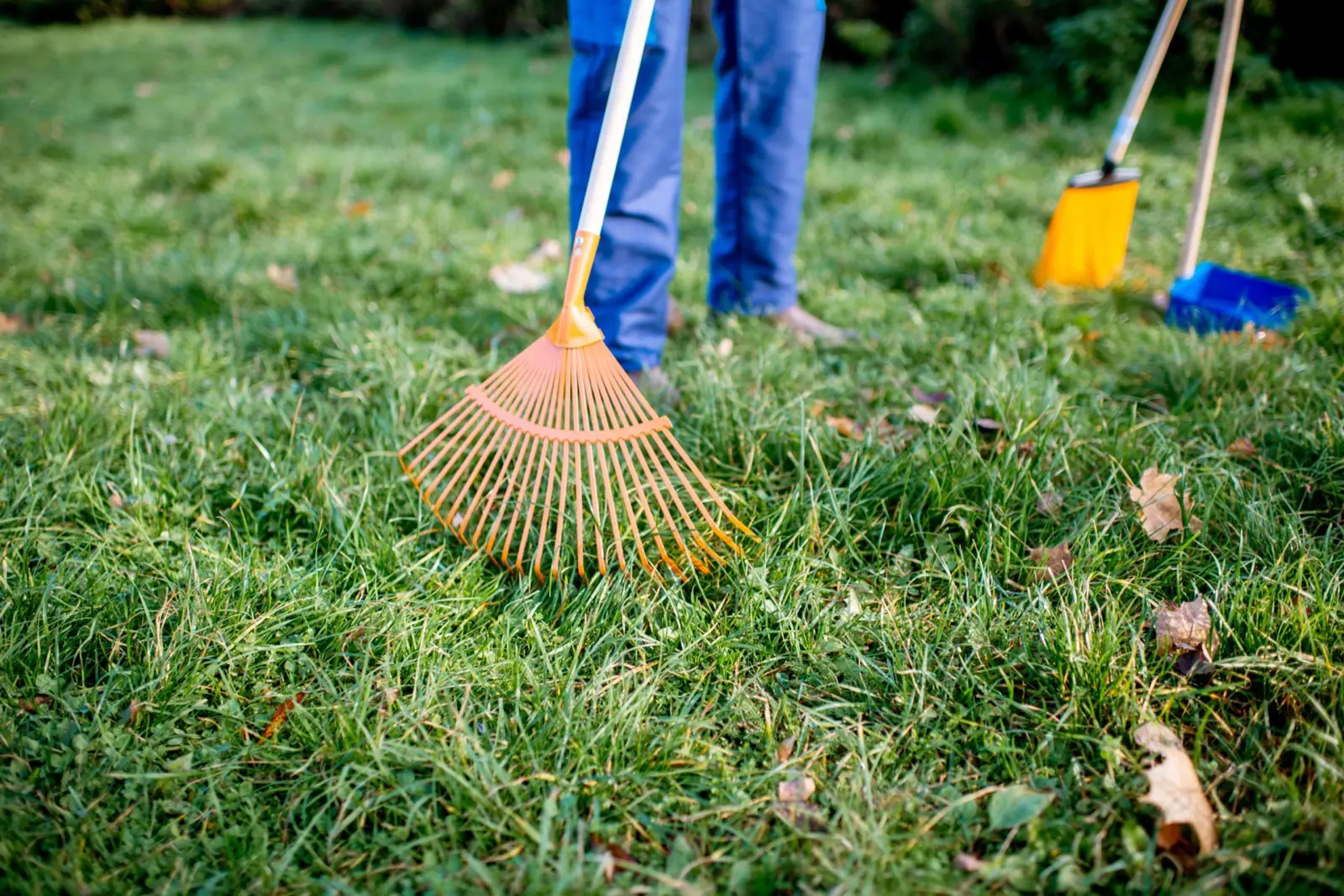 Fall And Spring Cleanup