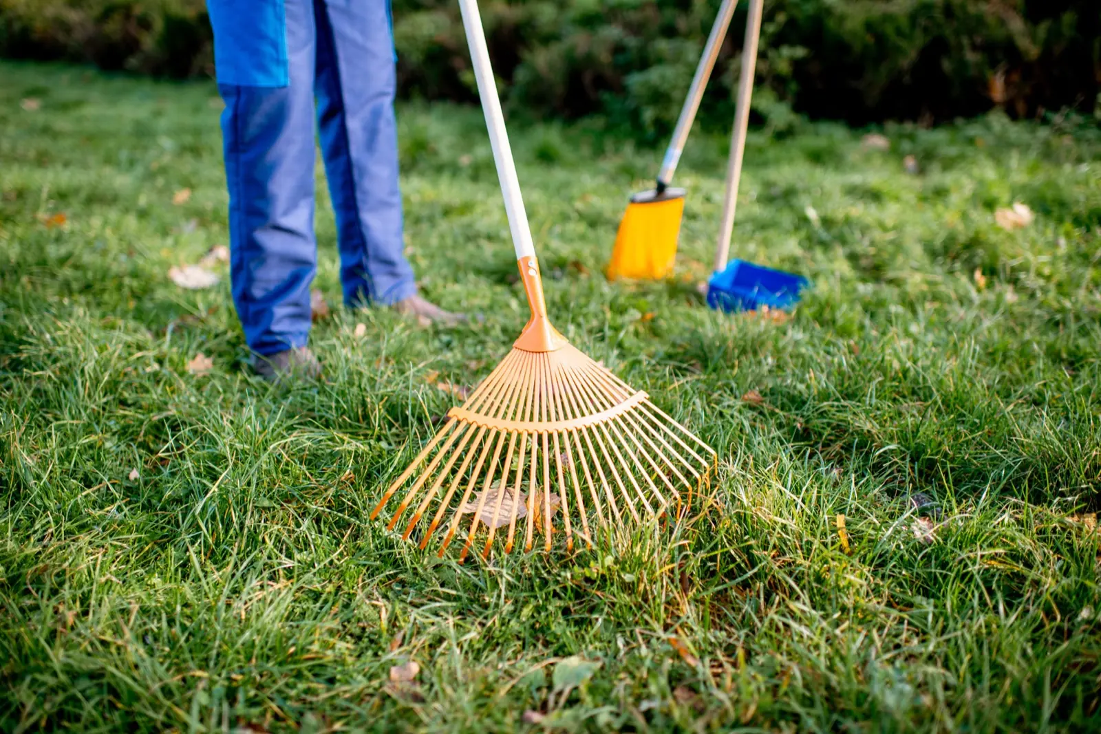 Lawn Power Raking