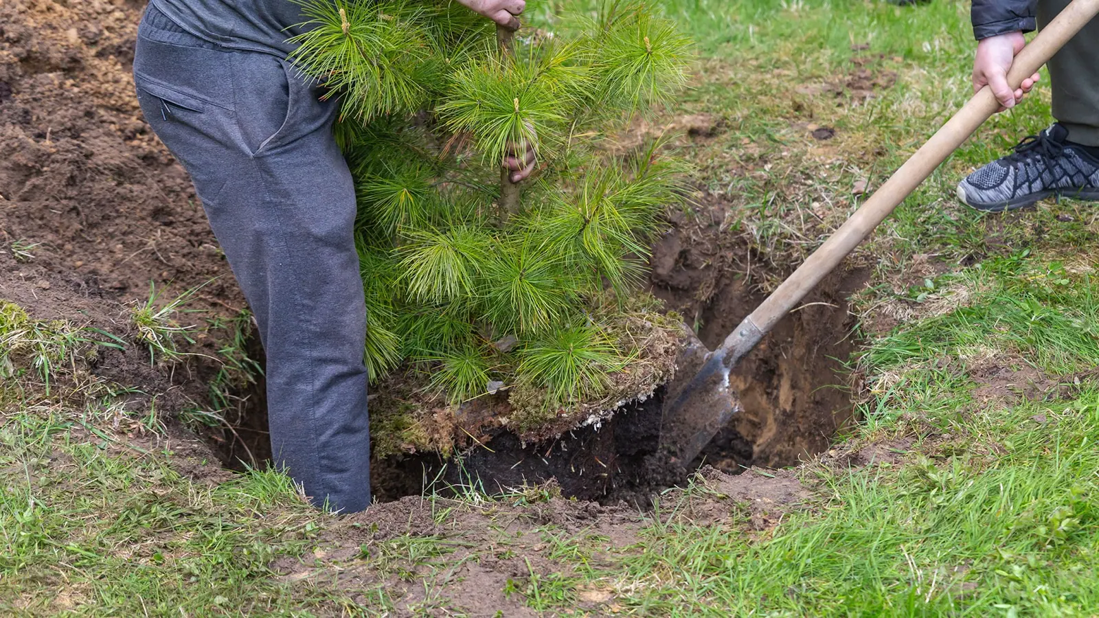 Planting And Weeding