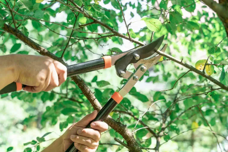 Tree Pruning & Trimming by 2 Guys and a Mower KG