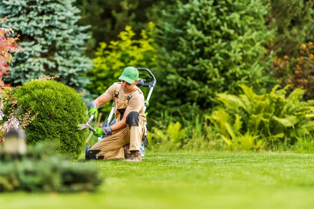 Tree Pruning & Trimming by 2 Guys and a Mower KG