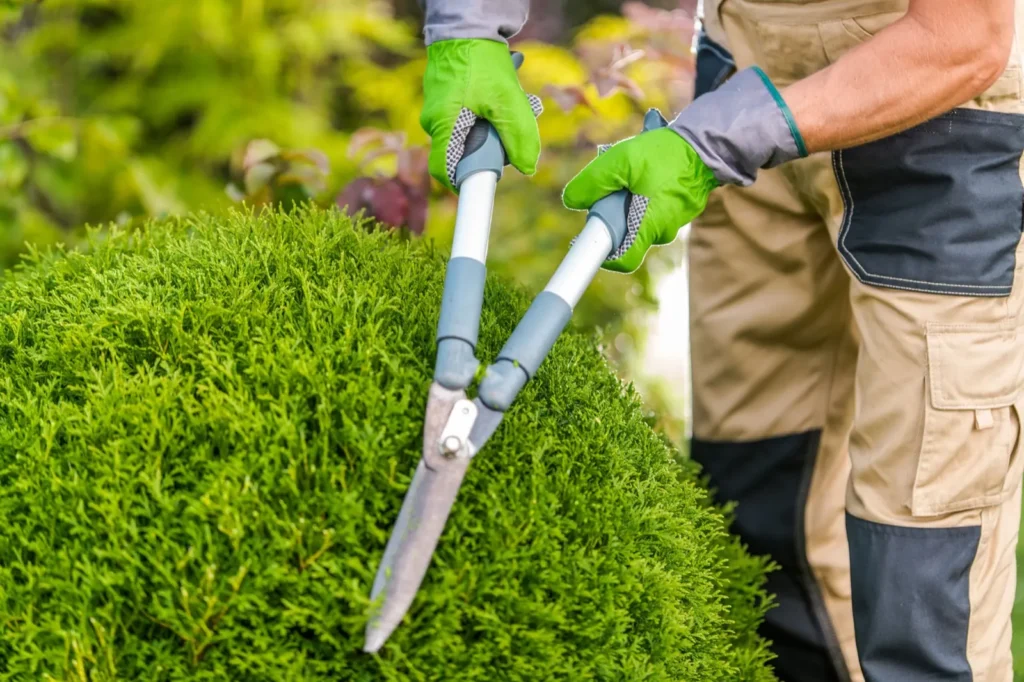 Tree Pruning & Trimming by 2 Guys and a Mower KG
